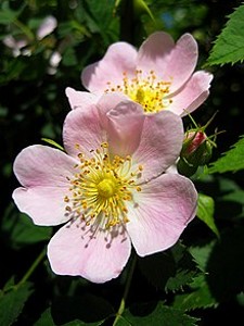 ROSA CANINA (dog rose) (climber)